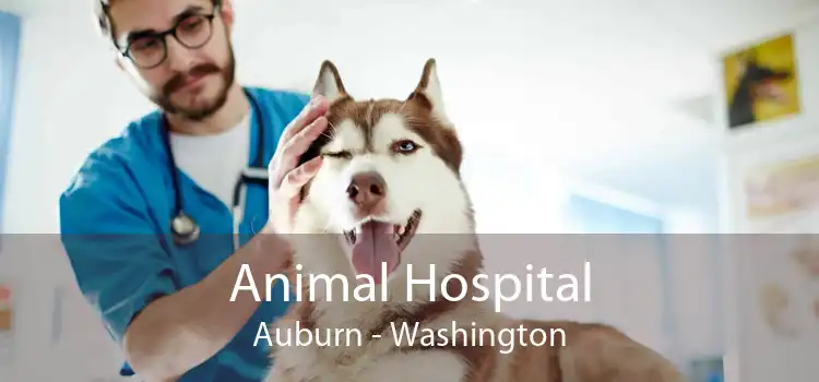 Animal Hospital Auburn - Washington
