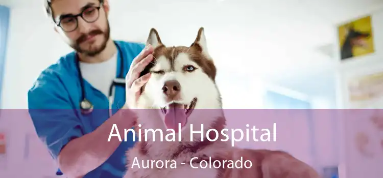 Animal Hospital Aurora - Colorado