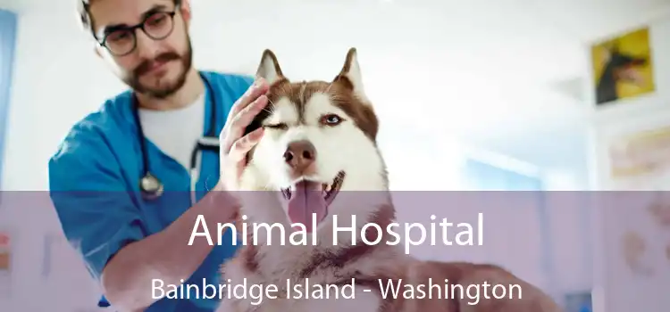 Animal Hospital Bainbridge Island - Washington