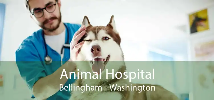 Animal Hospital Bellingham - Washington