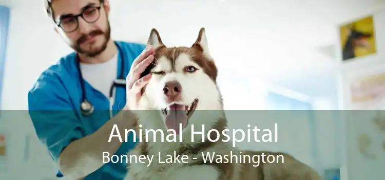 Animal Hospital Bonney Lake - Washington