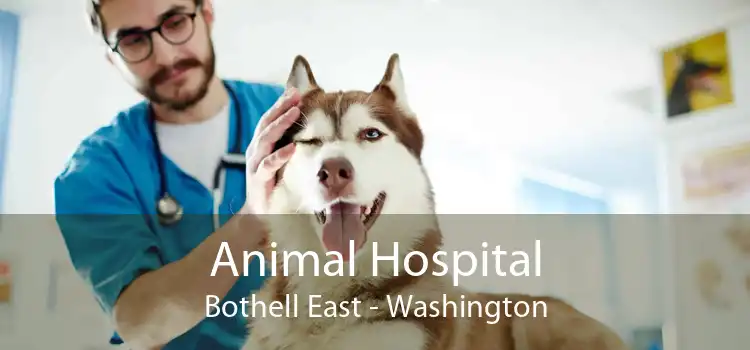 Animal Hospital Bothell East - Washington
