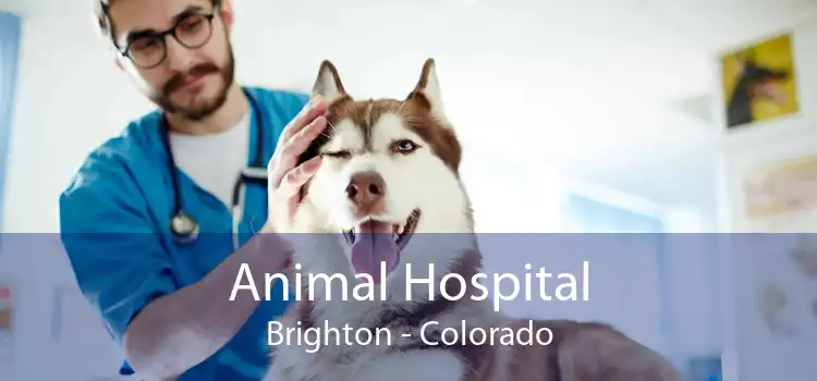 Animal Hospital Brighton - Colorado