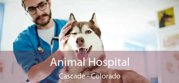 Animal Hospital Cascade - Colorado
