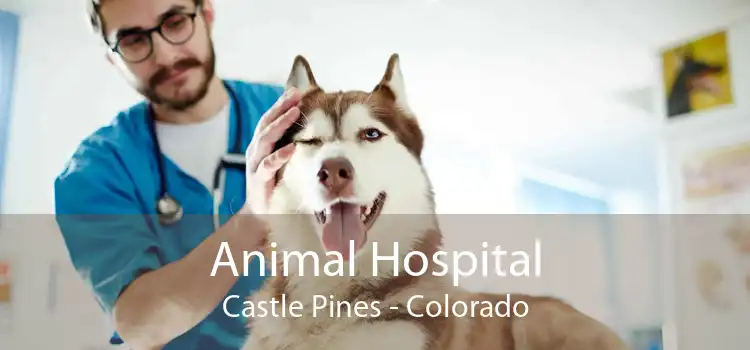 Animal Hospital Castle Pines - Colorado