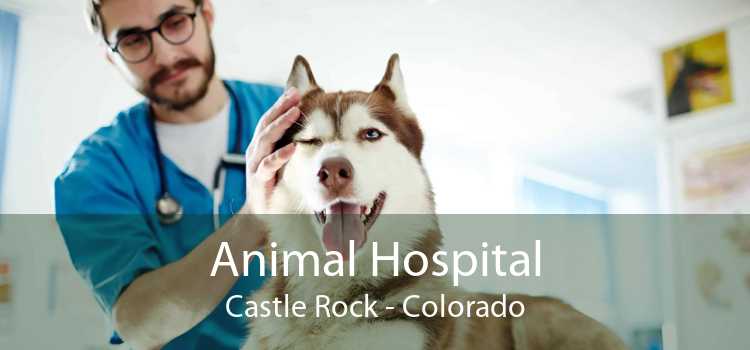 Animal Hospital Castle Rock - Colorado