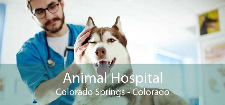 Animal Hospital Colorado Springs - Small, Affordable, And Emergency Animal  Hospital