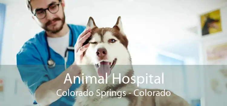 Animal Hospital Colorado Springs - Colorado