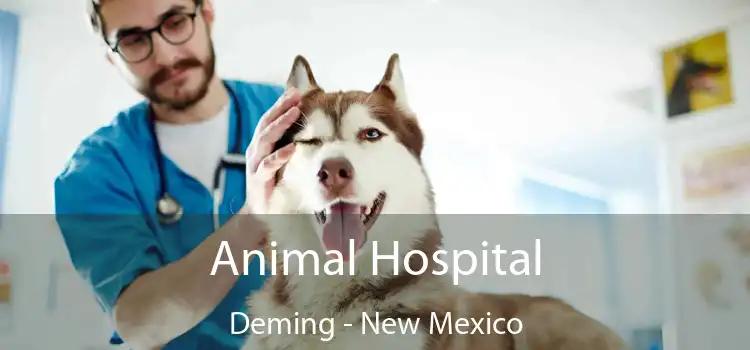 Animal Hospital Deming - New Mexico
