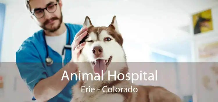 Animal Hospital Erie - Colorado