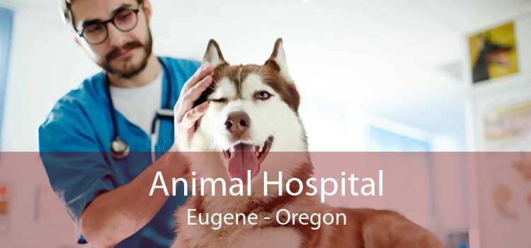 Animal Hospital Eugene - Oregon