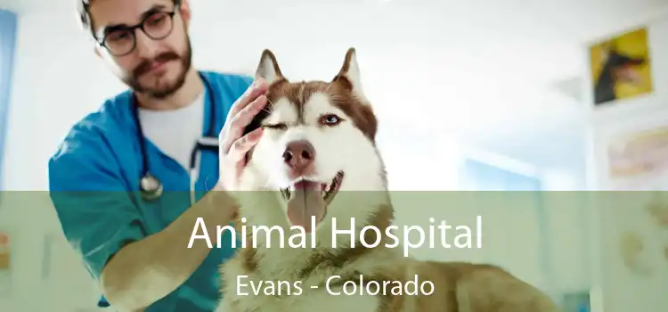 Animal Hospital Evans - Colorado