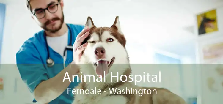 Animal Hospital Ferndale - Washington