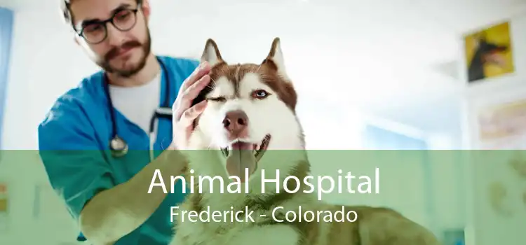 Animal Hospital Frederick - Colorado