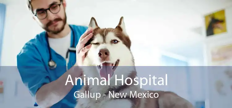 Animal Hospital Gallup - New Mexico