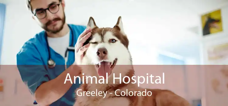 Animal Hospital Greeley - Colorado