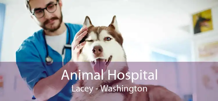 Animal Hospital Lacey - Washington
