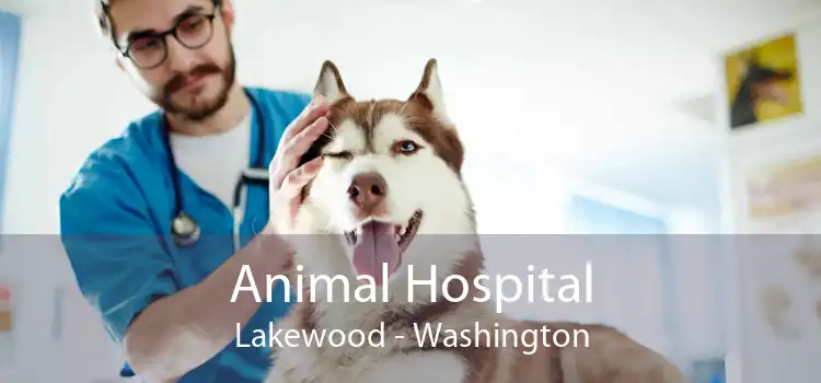 Animal Hospital Lakewood - Washington