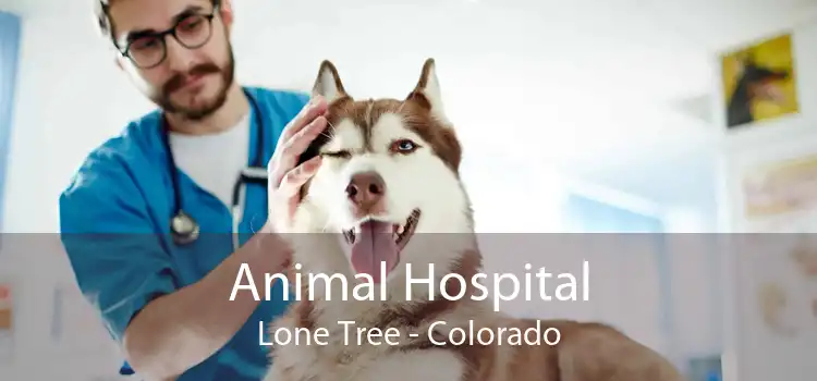 Animal Hospital Lone Tree - Colorado