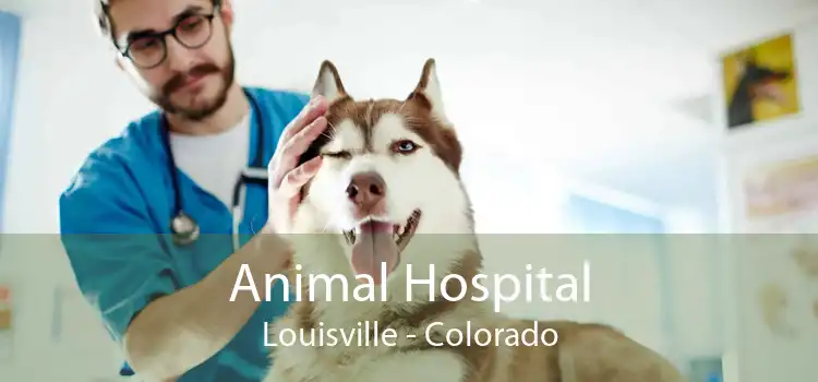Animal Hospital Louisville - Colorado