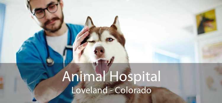 Animal Hospital Loveland - Colorado