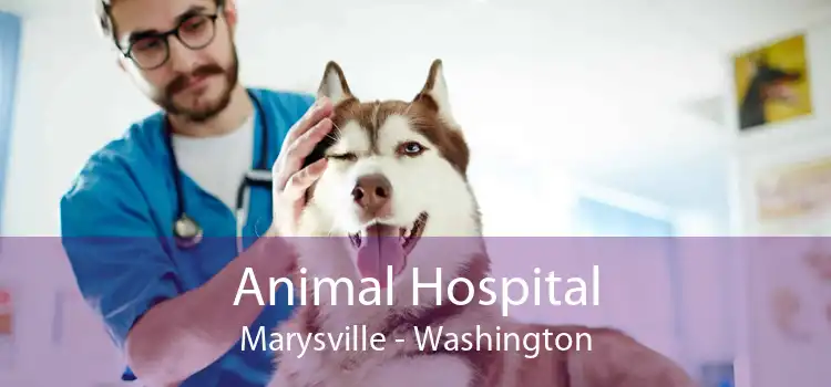 Animal Hospital Marysville - Washington