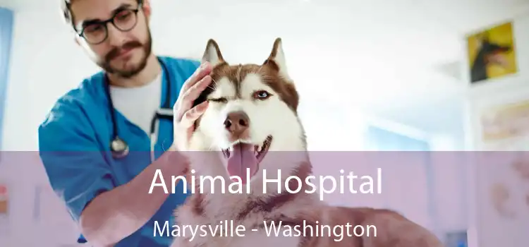 Animal Hospital Marysville - Washington