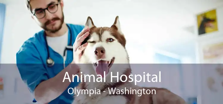 Animal Hospital Olympia - Washington