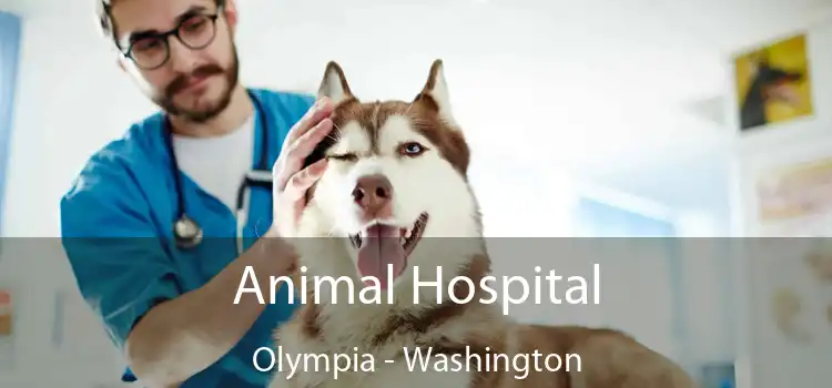 Animal Hospital Olympia - Washington