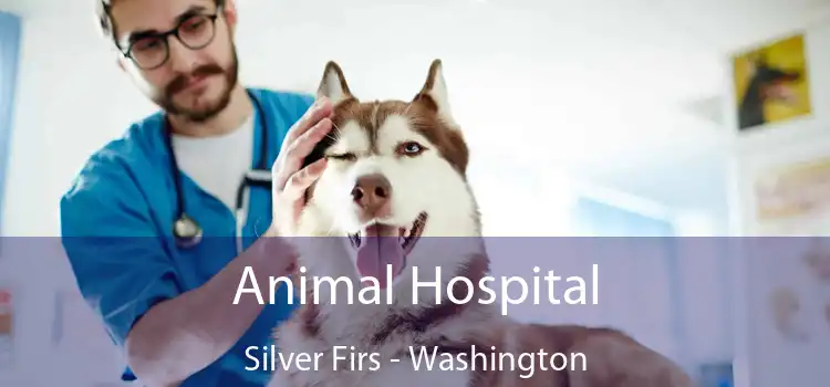 Animal Hospital Silver Firs - Washington