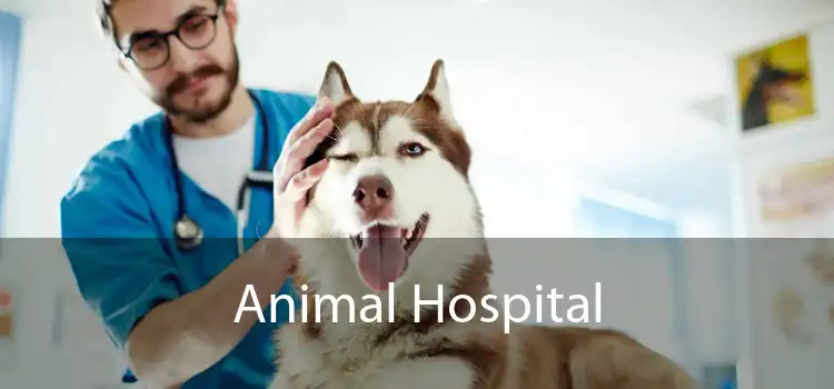 Animal Hospital 