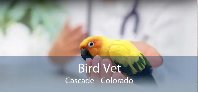 Bird Vet Cascade - Colorado