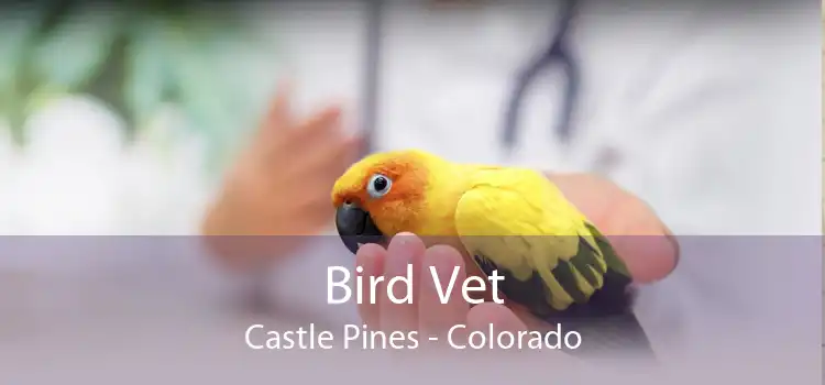 Bird Vet Castle Pines - Colorado