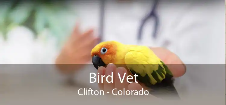Bird Vet Clifton - Colorado