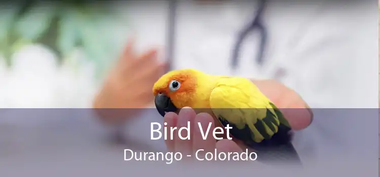 Bird Vet Durango - Colorado