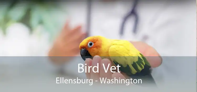 Bird Vet Ellensburg - Washington