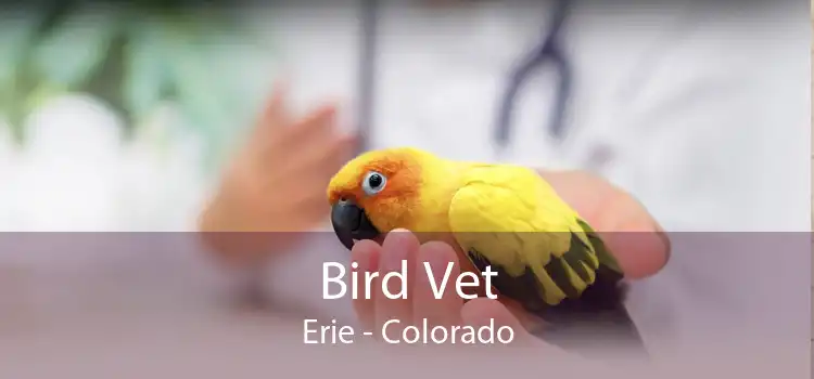 Bird Vet Erie - Colorado