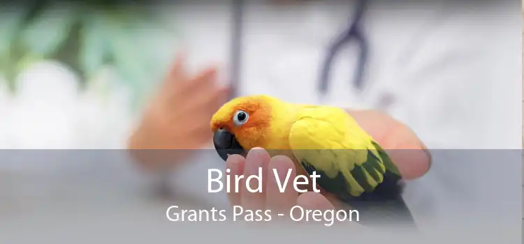 Bird Vet Grants Pass - Oregon