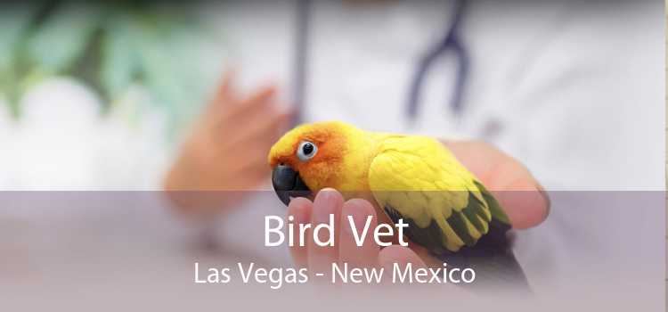 Bird Vet Las Vegas - New Mexico