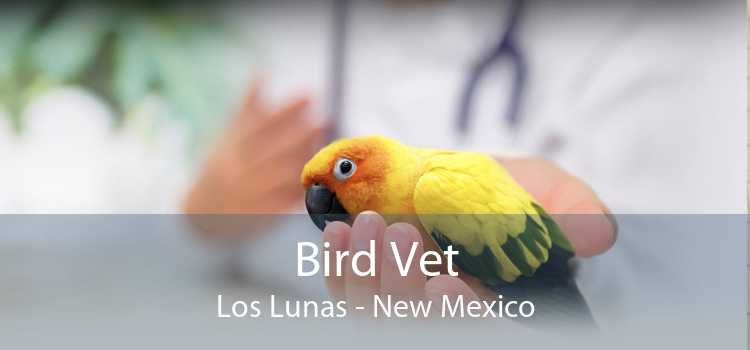 Bird Vet Los Lunas - New Mexico