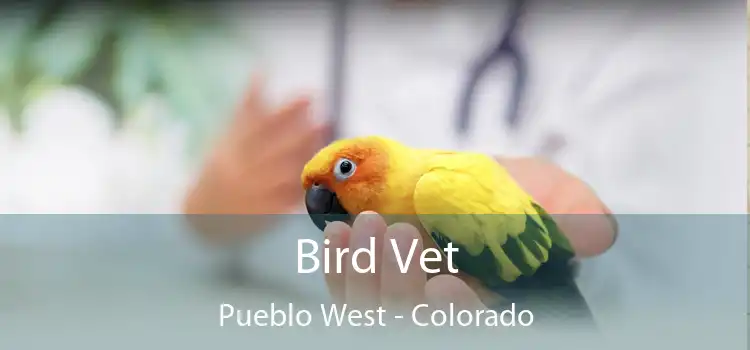 Bird Vet Pueblo West - Colorado