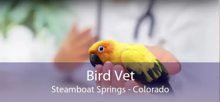 Bird Vet Steamboat Springs - Colorado