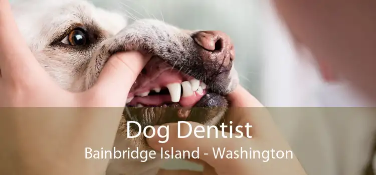 Dog Dentist Bainbridge Island - Washington