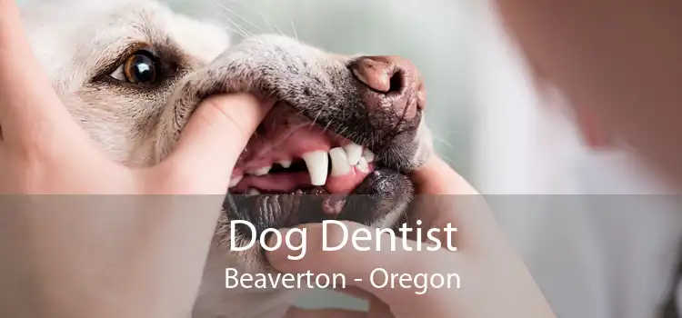 Dog Dentist Beaverton - Oregon