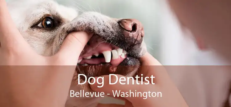 Dog Dentist Bellevue - Washington