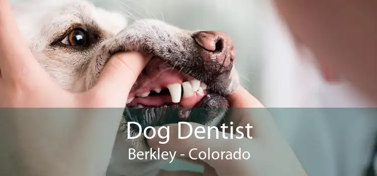 Dog Dentist Berkley - Colorado