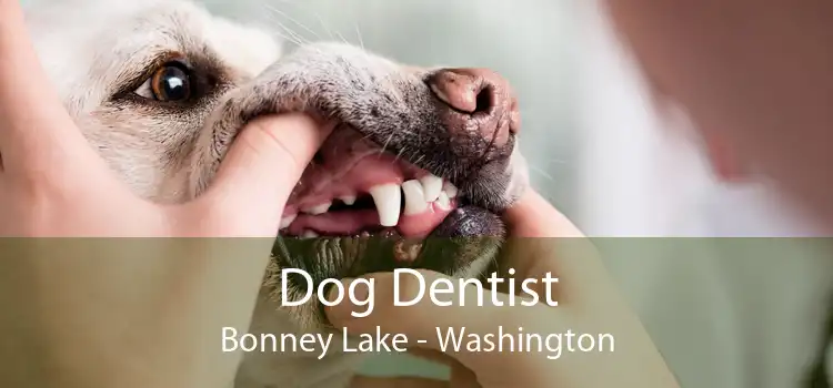 Dog Dentist Bonney Lake - Washington
