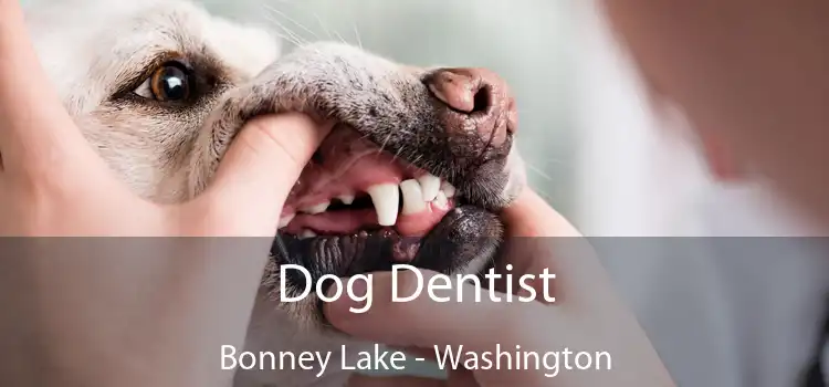 Dog Dentist Bonney Lake - Washington