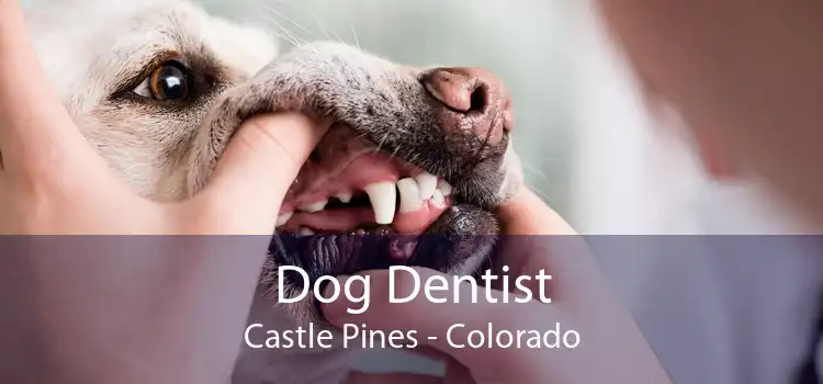 Dog Dentist Castle Pines - Colorado