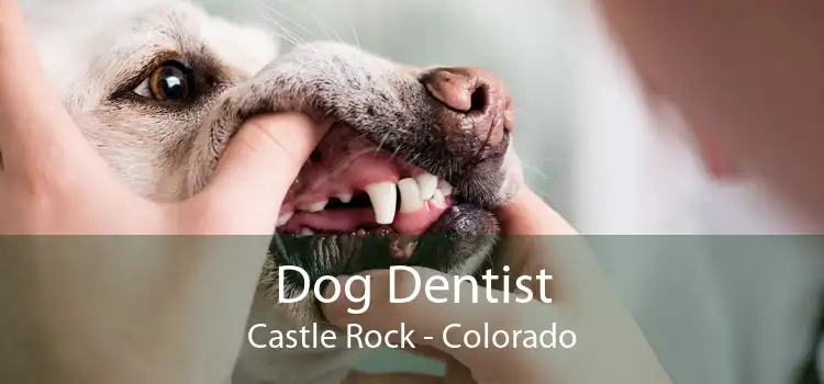 Dog Dentist Castle Rock - Colorado